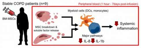 How stem cells alleviate COPD inflammation in humans