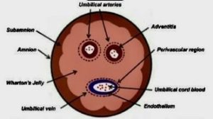 Umbilical Cord Tissue Anatomy