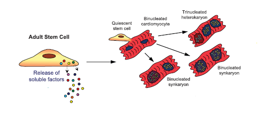 Adult Stem Cell Paracrine Mechanisms: Signaling and Therapy 