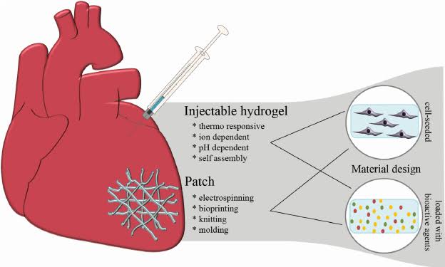 Biocompatible Scaffolds: Incorporating stem cells into biocompatible scaffolds or matrices provides mechanical support and promotes cell survival and integration upon implantation into the myocardium. 