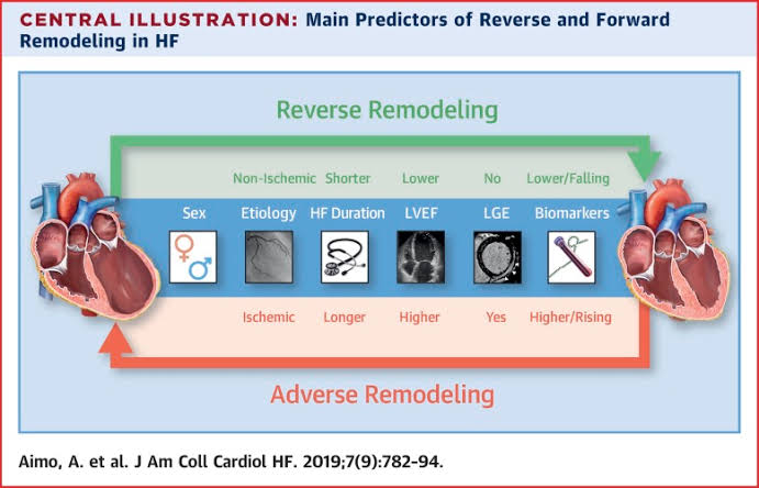 Cardiac Remodeling: Cellular Therapy and Stem Cells for Heart Diseases combined with rehabilitation can contribute to beneficial cardiac remodeling, including the regeneration of functional cardiomyocytes, reduction of scar tissue, and improvement in ventricular structure and function.