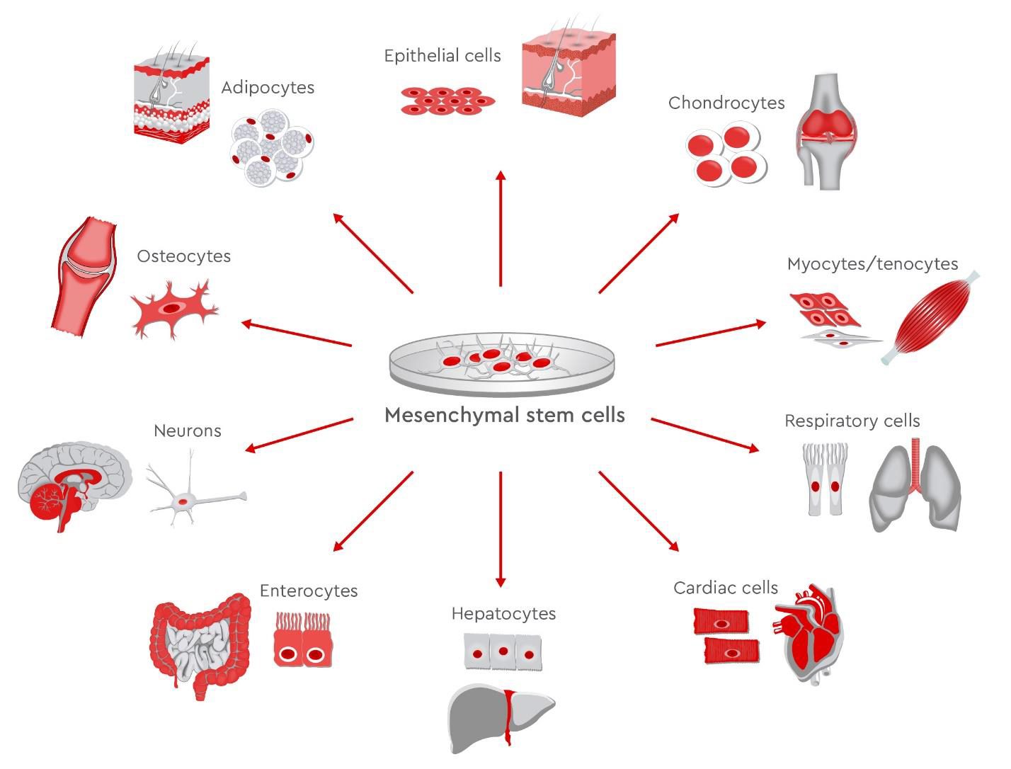 Cellular Therapy and Stem Cells are primitive, unspecialized cells recognized for their unique ability to differentiate into various cell types, tissues, and organs.