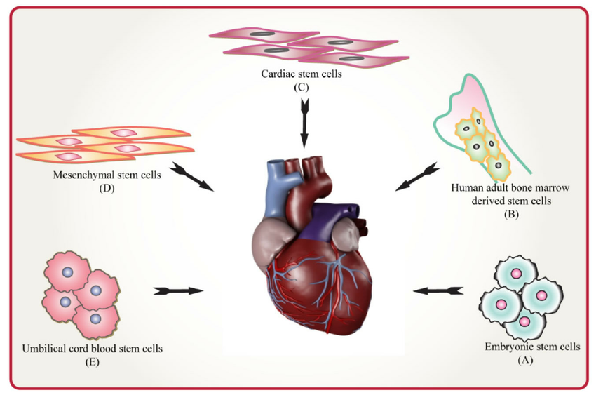 Common Sources of Endothelial and Cardiac Progenitor Stem Cells for Clinical Cardiac Repair as part Cellular Therapy and Stem Cells for Heart Diseases 