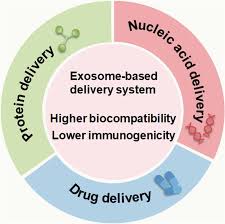 Exosome-Based Delivery: Instead of delivering whole stem cells, utilizing stem cell-derived exosomes, which are nanosized vesicles containing bioactive molecules, can provide paracrine signaling effects without the need for cell engraftment. 