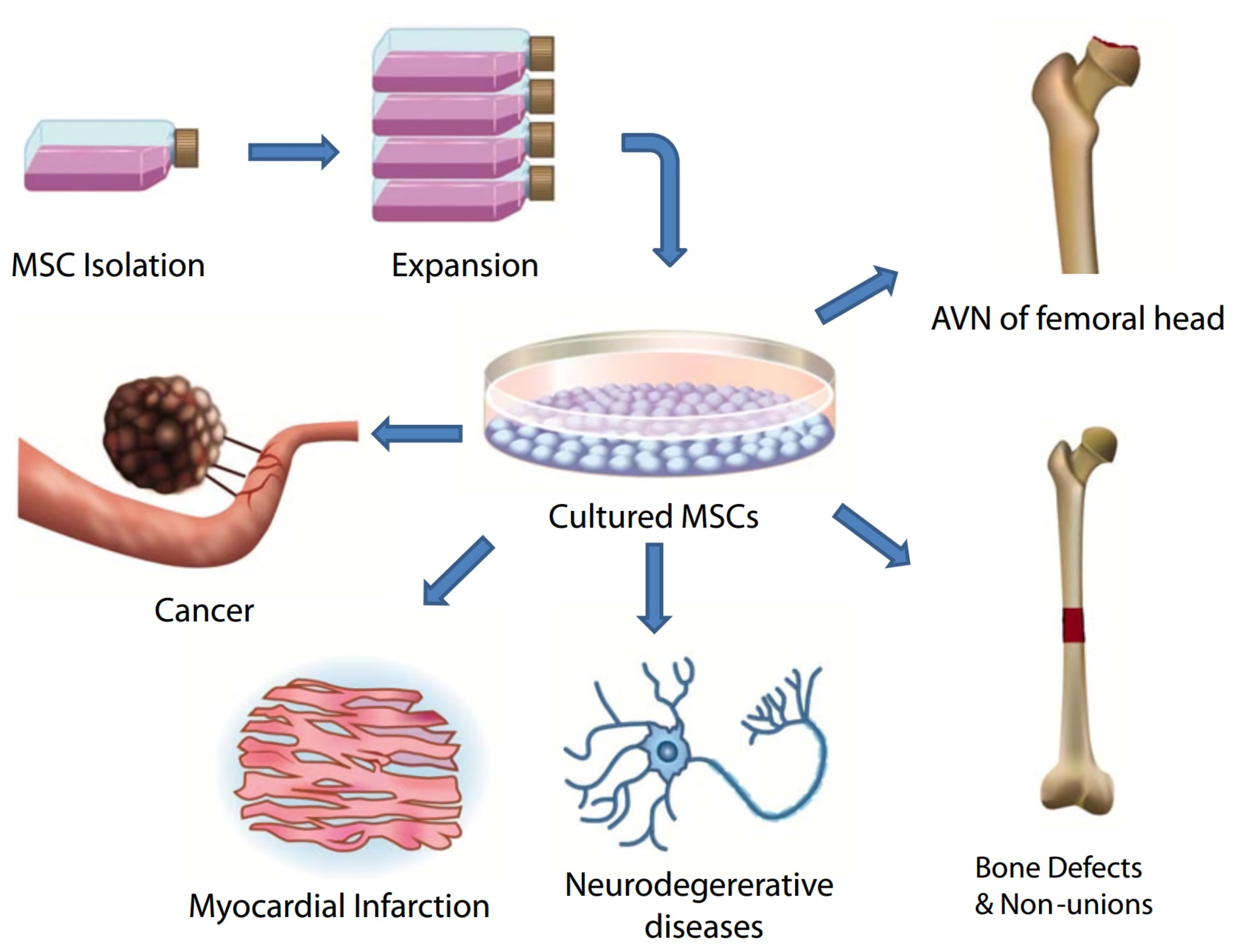 Expansion of Mesenchymal Stem Cells (MSCs) is essential for clinical applications.