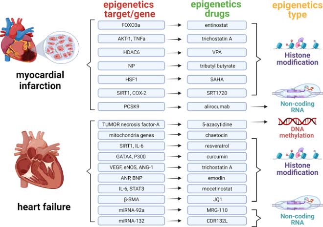 Gene Modification: Genetically modifying stem cells to overexpress cardiac-specific markers or homing receptors can enhance their affinity for cardiac tissue and improve retention post-delivery. 

  