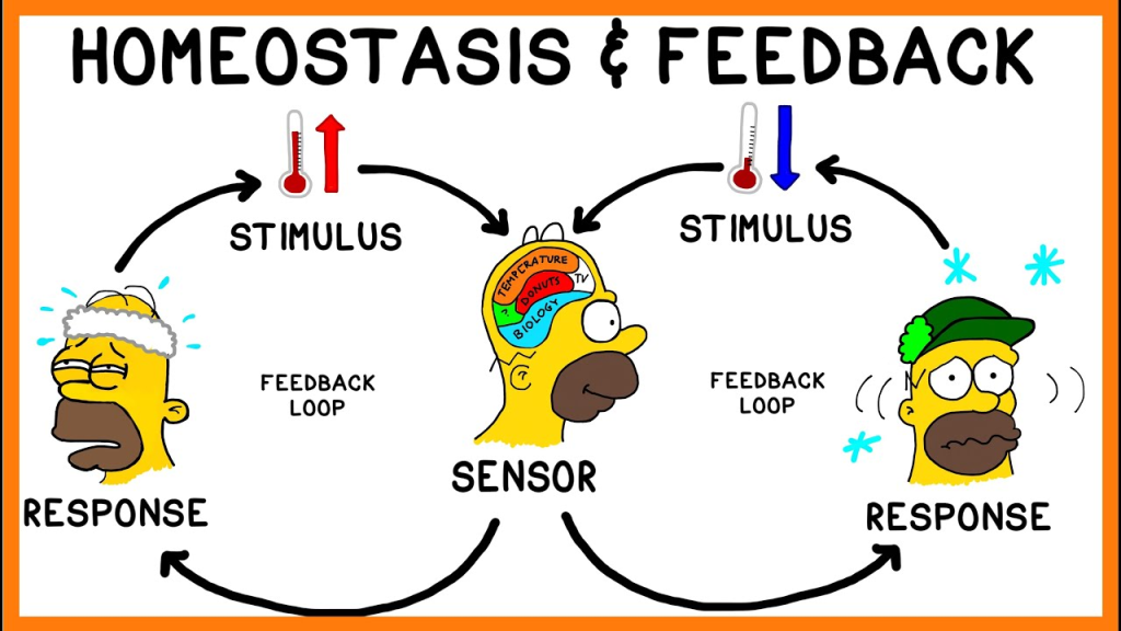 Homeostasis refers to the self-regulating processes by which biological systems maintain stability while adjusting to changing external conditions.