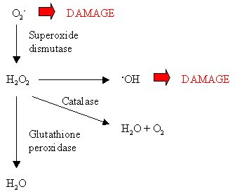 Catalase is an enzyme found in nearly all living organisms exposed to oxygen. It catalyzes the decomposition of hydrogen peroxide (H₂O₂), a harmful byproduct of various metabolic processes, into water (H₂O) and oxygen (O₂)