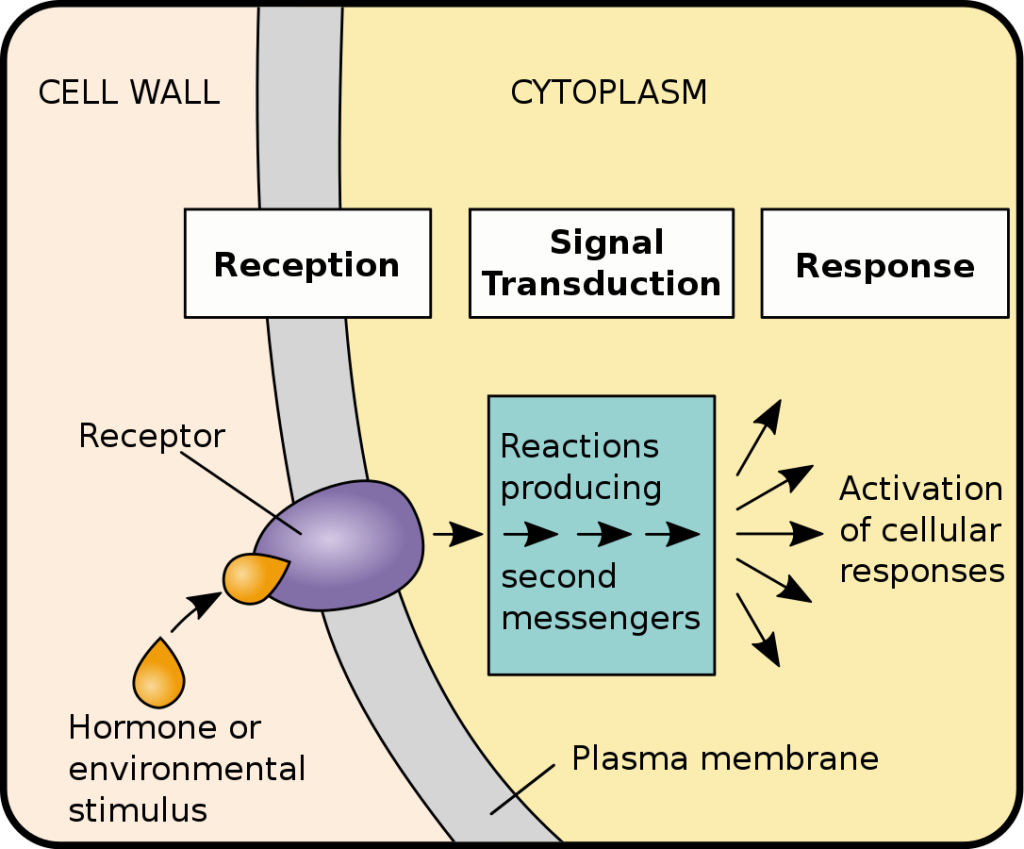 The term "cellular environment" refers to the complex and dynamic surroundings in which cells exist and operate.