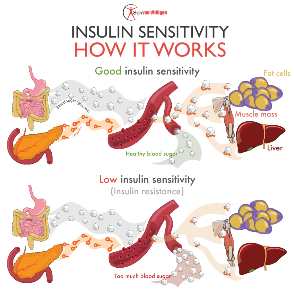 Insulin sensitivity refers to how responsive cells in the body are to the hormone insulin. It is a critical factor in regulating glucose metabolism, where higher insulin sensitivity