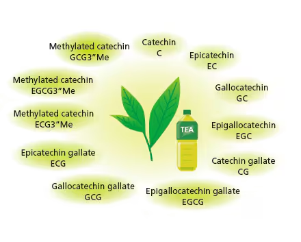 Catechins are a type of flavonoid, specifically classified as flavanols, found primarily in tea, particularly green tea, as well as in various fruits and vegetables. 