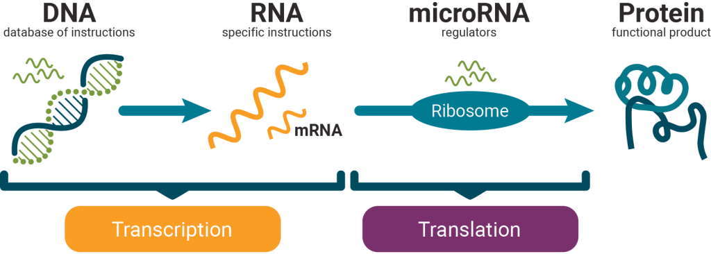 MicroRNAs (miRNAs) are small, single-stranded, non-coding RNA molecules that typically contain 21 to 23 nucleotides.