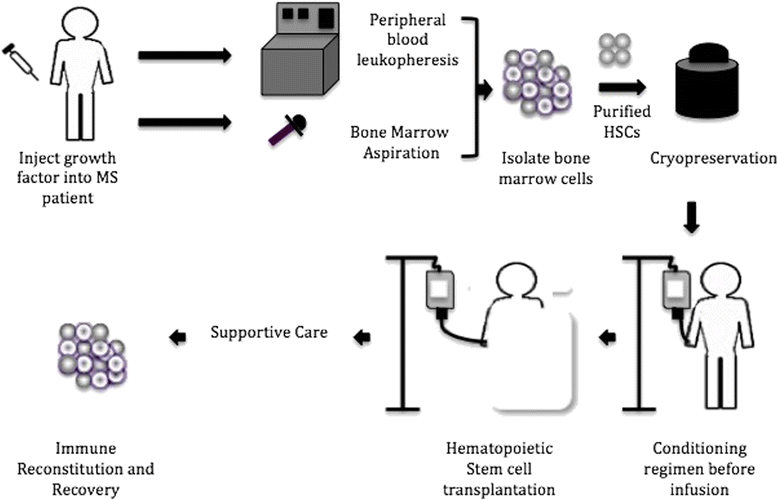 Autologous stem cells refer to stem cells that are derived from the same individual who will receive them back after a medical procedure, particularly in the context of stem cell transplantation. 