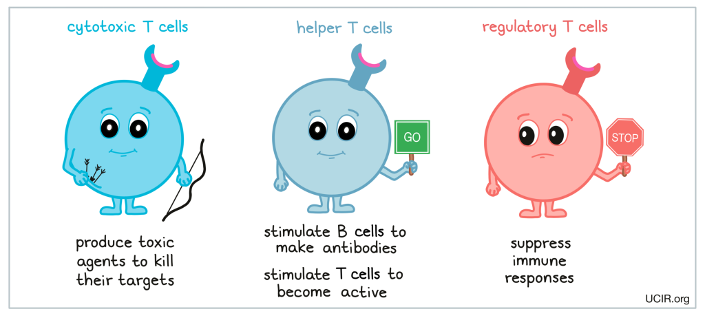 T cells, or T lymphocytes, are a crucial type of white blood cell that plays a central role in the adaptive immune system. They are primarily responsible for mediating immune responses against pathogens, tumors, and foreign substances.