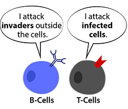 B cells, or B lymphocytes, are a type of white blood cell that plays a crucial role in the adaptive immune system, specifically in humoral immunity.