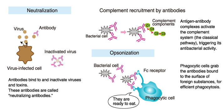 An antibody, also known as an immunoglobulin (Ig), is a large, Y-shaped protein produced by the immune system in response to the presence of foreign substances called antigens.