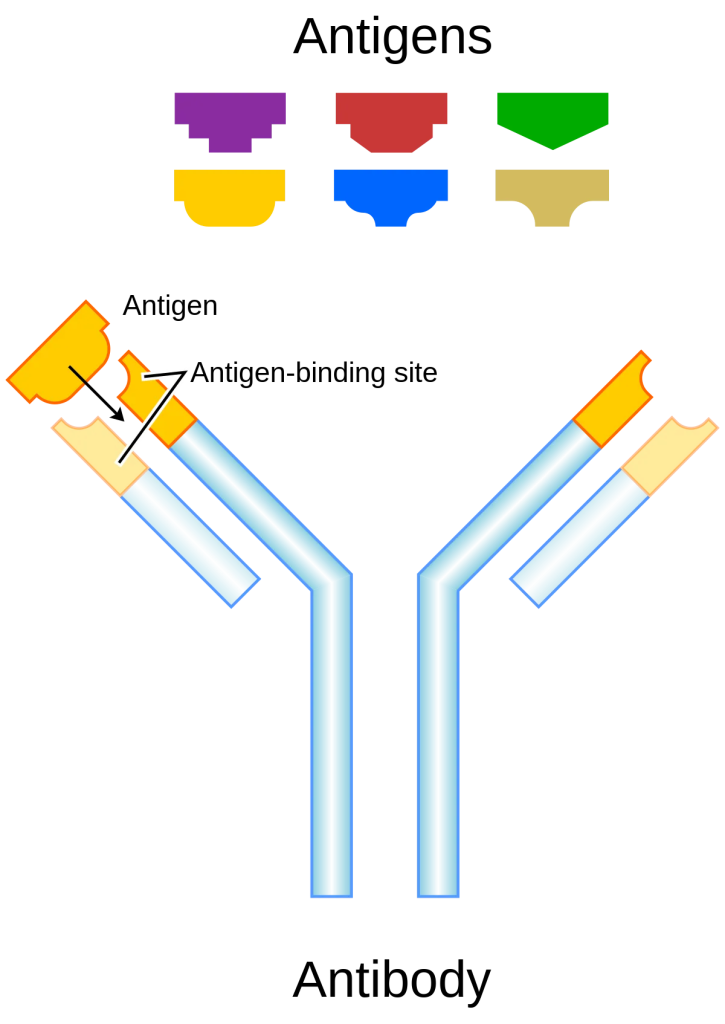 An antigen (Ag) is a molecule or substance that can provoke an immune response in the body, specifically by binding to antibodies or T-cell receptors.