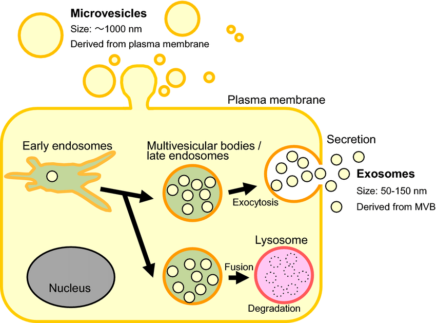 Extracellular vehicles (EVs) are nano-sized, membrane-bound structures released by cells into the extracellular space. 