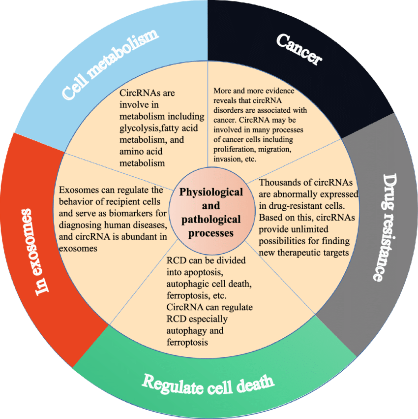 Pathological processes refer to the abnormal mechanisms and forms involved in the dysfunctions of tissues and organs resulting from disease. 