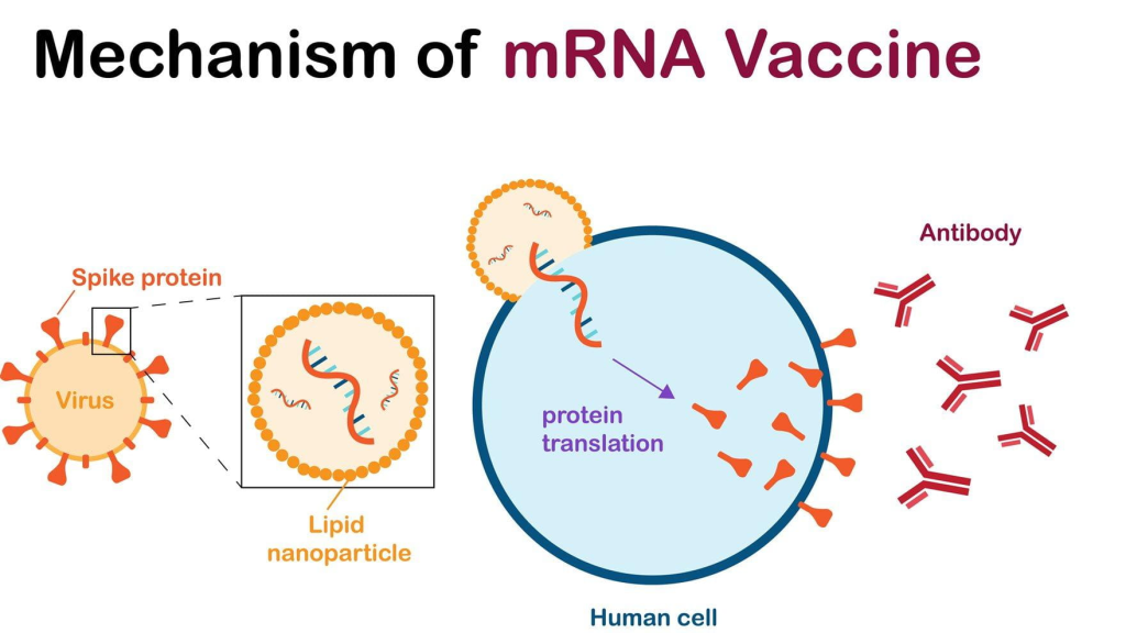 mRNA vaccines are a type of vaccine that use messenger RNA (mRNA) to instruct cells in the body to produce a protein that is part of a pathogen, typically a virus. 