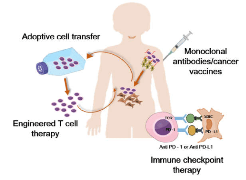 Immunotherapies are treatments designed to harness and enhance the body’s immune system to fight diseases, particularly cancer. 