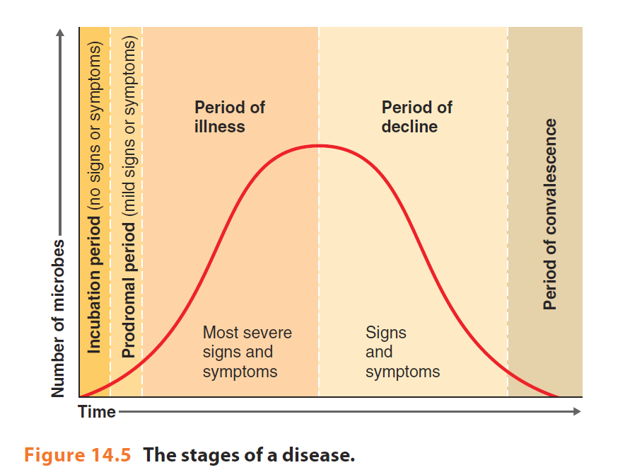 The stages of disease refer to the distinct phases that an infectious disease or medical condition progresses through from initial exposure to resolution or chronicity. 