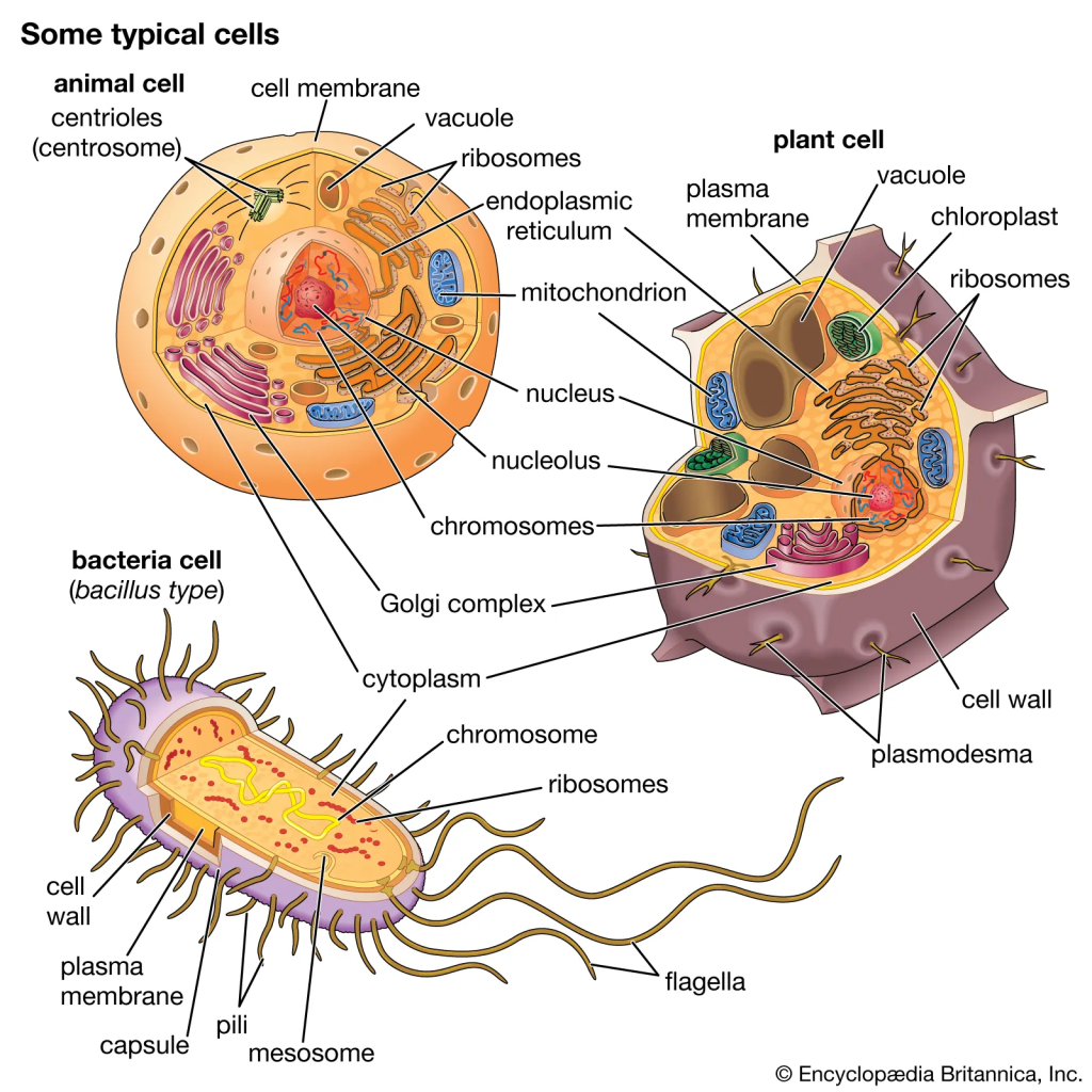 Cells are the fundamental units of life, serving as the building blocks for all living organisms.