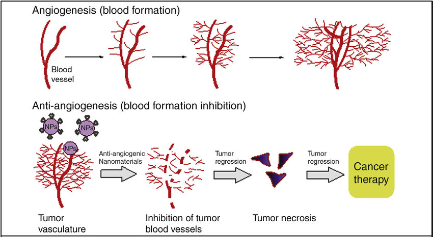 Angiogenesis is the physiological process through which new blood vessels form from pre-existing vessels.