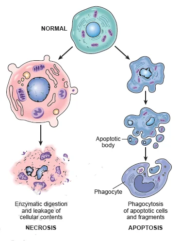 Apoptosis is a programmed cell death process that occurs in multicellular organisms.