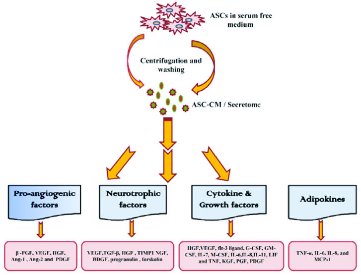 The secretome refers to the complete set of proteins and other molecules that are secreted by a cell, tissue, or organism into the extracellular space. 