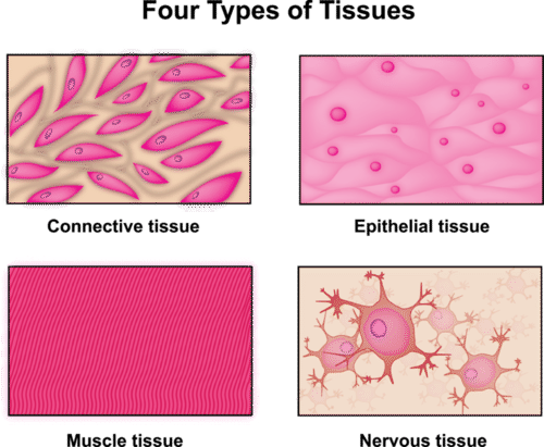 Tissue refers to a group of cells that work together to perform a specific function within an organism. Tissues are the building blocks of organs and are classified into four primary types: epithelial, connective, muscle, and nervous tissue. Each type has distinct structures and functions that contribute to the overall physiology of the body.