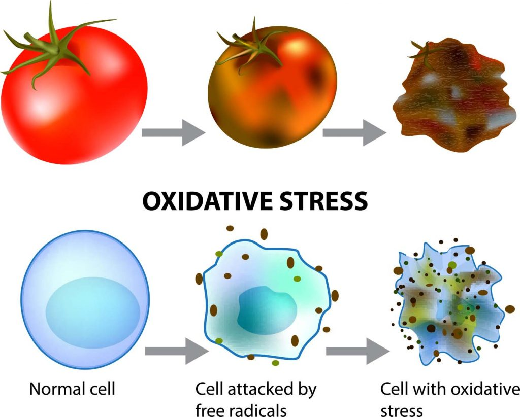 Oxidative stress refers to an imbalance between the production of reactive oxygen species (ROS) and the body's ability to detoxify these reactive intermediates or repair the resulting damage. 