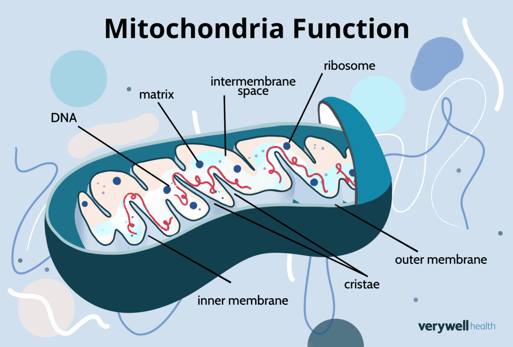 Mitochondria are organelles found in the cytoplasm of most eukaryotic cells. They are often referred to as the "powerhouses" of the cell because they are responsible for generating most of the cell's supply of adenosine triphosphate (ATP)