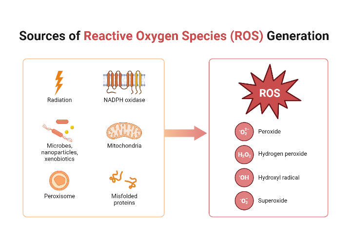 Reactive oxygen species (ROS) are highly reactive molecules that contain oxygen and are produced as natural byproducts of cellular metabolism, particularly during mitochondrial respiration. 