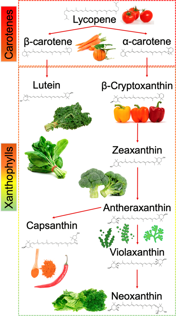 Carotenoids are a class of pigments found in plants, algae, and photosynthetic bacteria. They are responsible for the red, orange, and yellow colors of many fruits and vegetables.