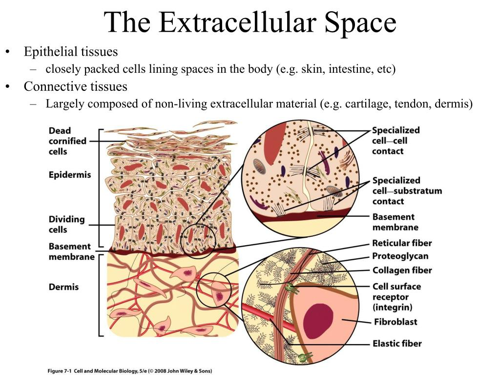 The extracellular space refers to the area outside the cells in a multicellular organism, typically encompassing the fluid-filled regions that surround cells.