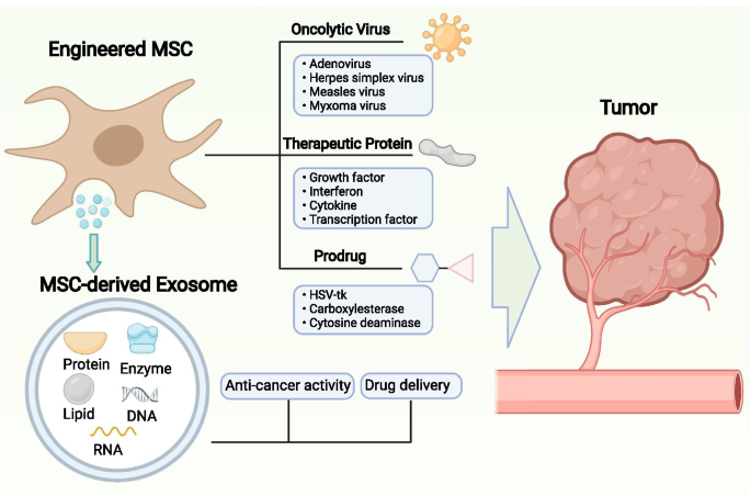 Mesenchymal stem cell-mediated cancer therapy