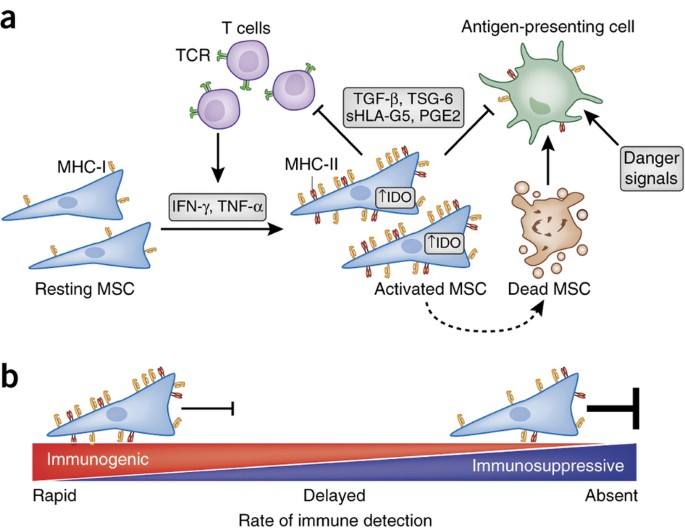 mesenchymal stem cell (MSC) are also advantageous for allogeneic transplantation because they are immune-privileged.