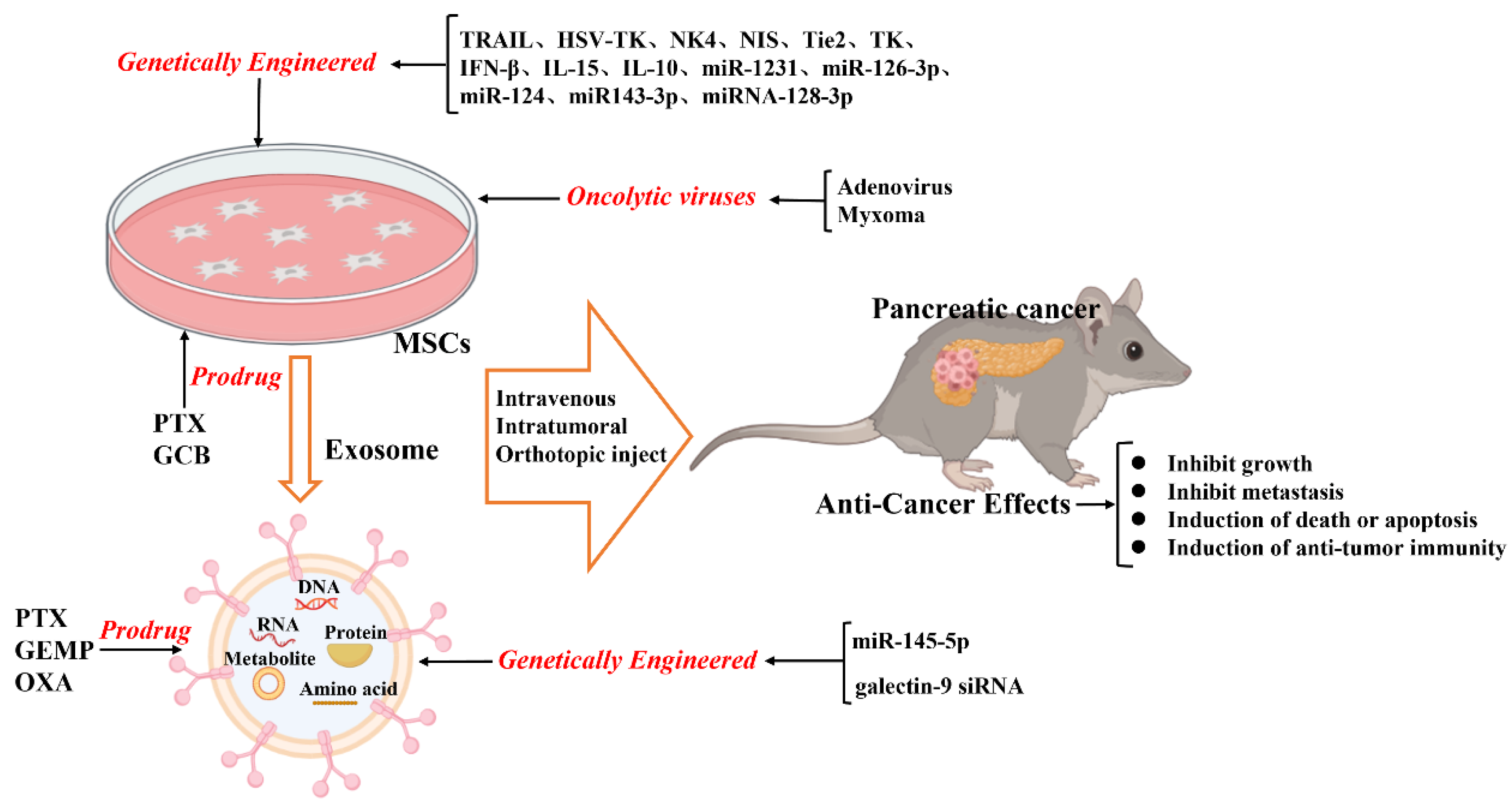 Mesenchymal stem cell (MSCs) have demonstrated anti-tumor activity against pancreatic cancer cells (PANC-1) and have been explored as delivery vehicles for interferon-beta (IFN-β) in cancer therapies.