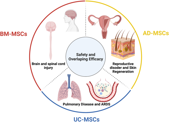 Mesenchymal stem cell (MSCs) transplantation has shown potential as a treatment for numerous diseases, including blood disorders, diabetes (type 1 and type 2), osteoarthritis, lung disease, spinal cord injuries, liver injury, stroke, myocardial infarction, and autoimmune diseases like systemic lupus erythematosus (SLE).