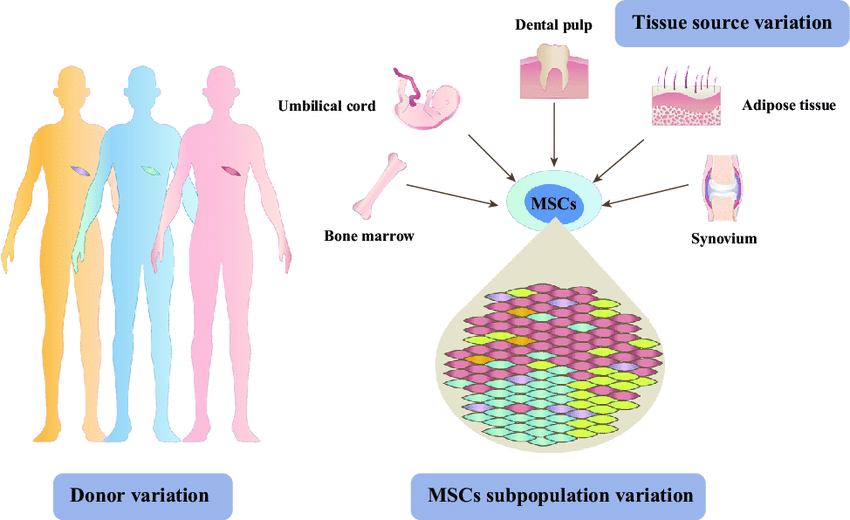 Mesenchymal Stem Cells (MSCs) are widely distributed throughout the body.