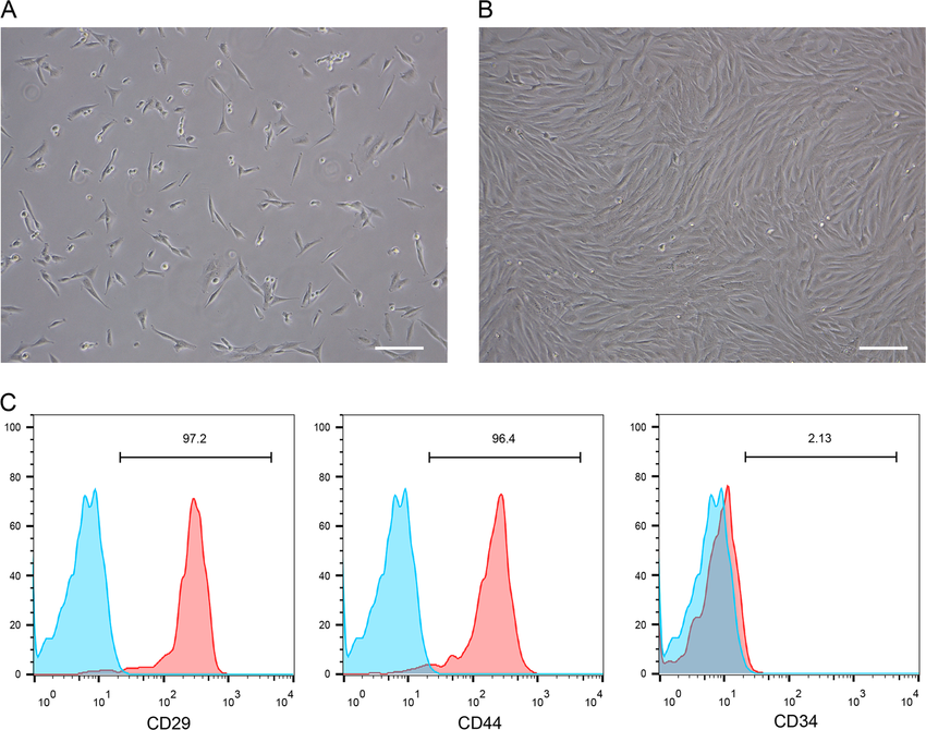 Mesenchymal Stem Cells (MSCs) typically proliferate into spindle-shaped cells. 