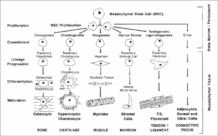 Mesenchymal Stem Cells (MSCs)'s multi-lineage potential have been identified in 1999.