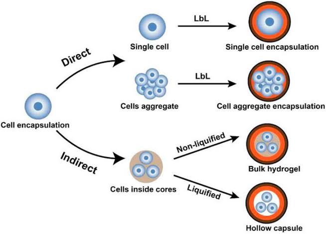 Optimization of Cell Type and Dosage: Selecting the appropriate type of stem cells (e.g., mesenchymal stem cells, cardiac progenitor cells) and optimizing the cell dosage based on preclinical and clinical studies can maximize the therapeutic benefits and minimize adverse effects. 