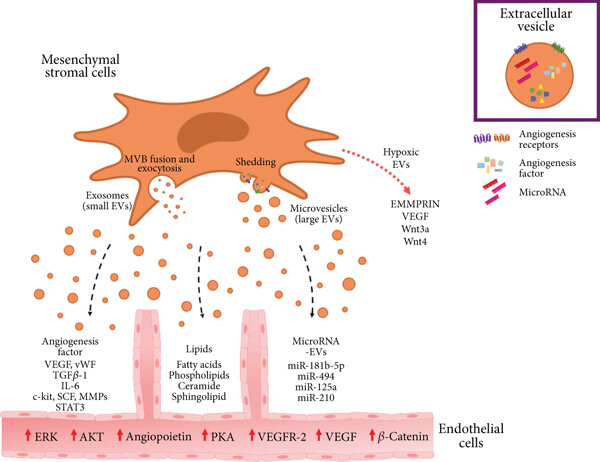 Recent advancements in understanding mesenchymal stem cell (MSC) biology have opened the door to their potential clinical applications.