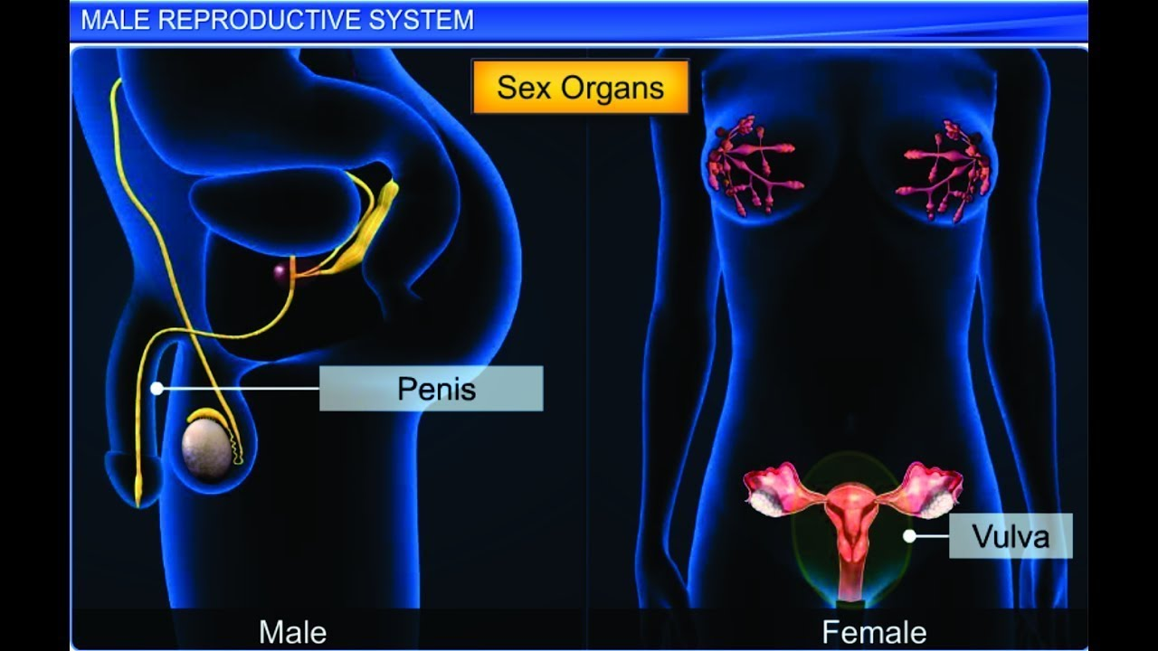 Stem cell clinical trials and Reproductive System 

