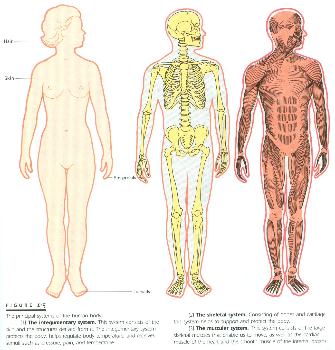 Stem cell clinical trials and Skin System

