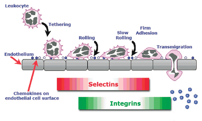 Stem cell homing 