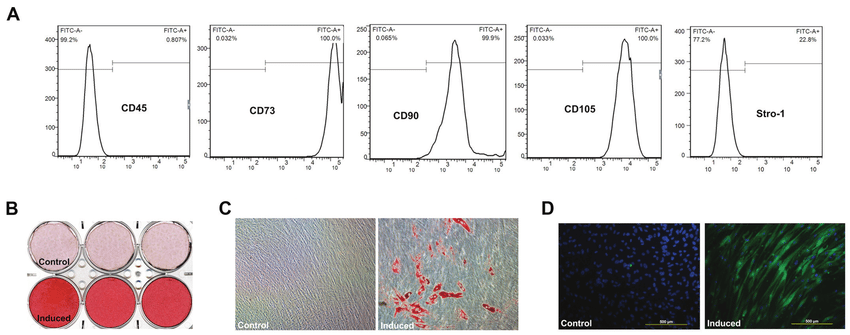 Stem cells from human exfoliated deciduous teeth (SHED) have also demonstrated significant potential for wound healing.
