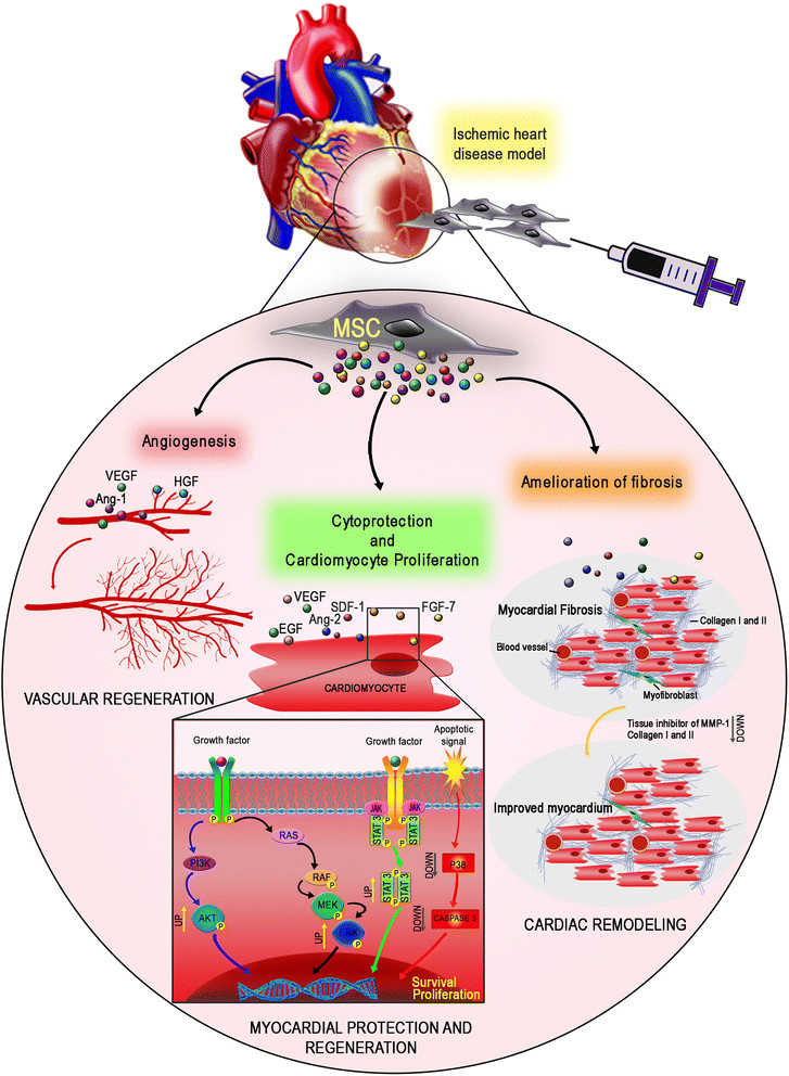 The cardiovascular therapeutic potential of bone marrow-derived mesenchymal stem cell (MSC) is primarily driven by paracrine effects. 